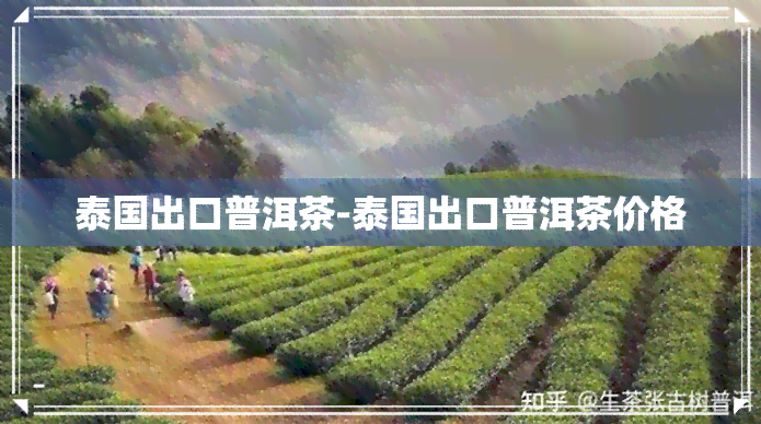 泰国出口普洱茶-泰国出口普洱茶价格