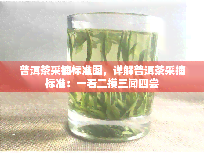 普洱茶采摘标准图，详解普洱茶采摘标准：一看二摸三闻四尝