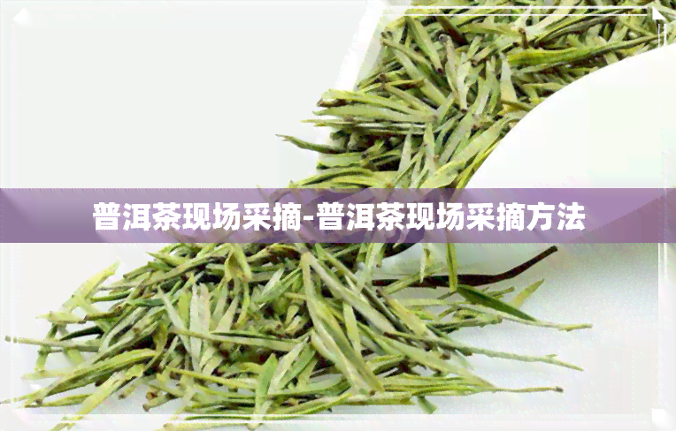 普洱茶现场采摘-普洱茶现场采摘方法