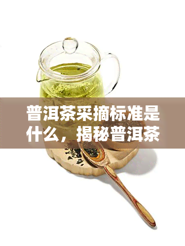 普洱茶采摘标准是什么，揭秘普洱茶采摘标准，你了解多少？