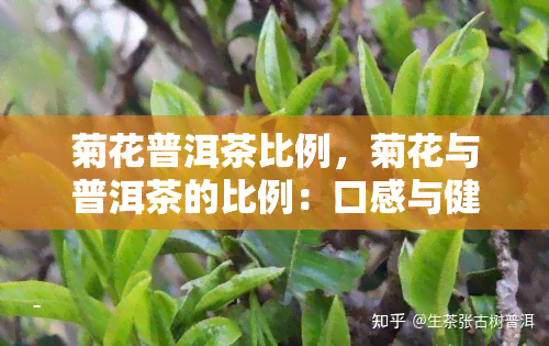 菊花普洱茶比例，菊花与普洱茶的比例：口感与健的完美平