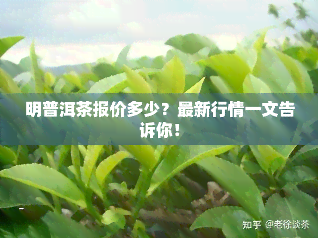 明普洱茶报价多少？最新行情一文告诉你！