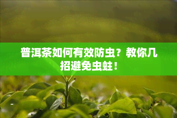 普洱茶如何有效防虫？教你几招避免虫蛀！