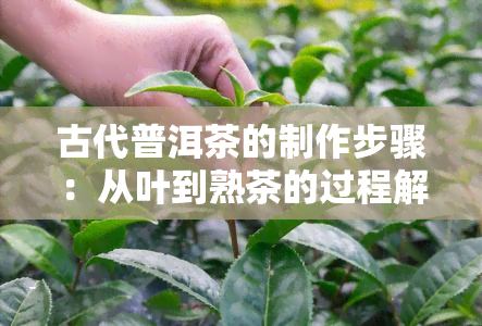 古代普洱茶的制作步骤：从叶到熟茶的过程解析