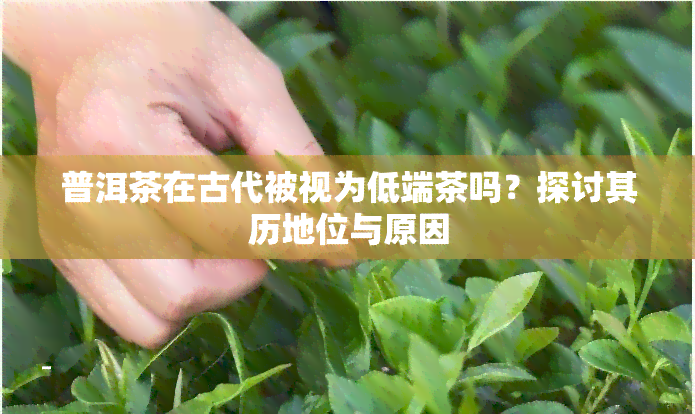 普洱茶在古代被视为低端茶吗？探讨其历地位与原因