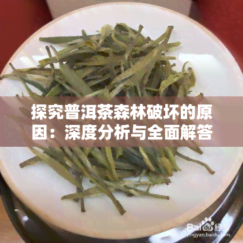 探究普洱茶森林破坏的原因：深度分析与全面解答