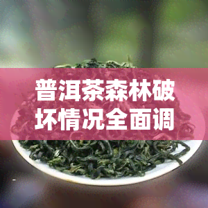 普洱茶森林破坏情况全面调查与深度分析