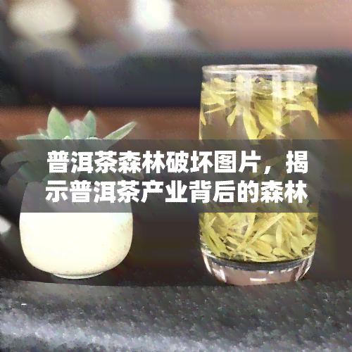 普洱茶森林破坏图片，揭示普洱茶产业背后的森林破坏：触目惊心的图片展示