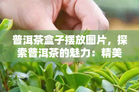 普洱茶盒子摆放图片，探索普洱茶的魅力：精美盒子中的茶叶摆放艺术