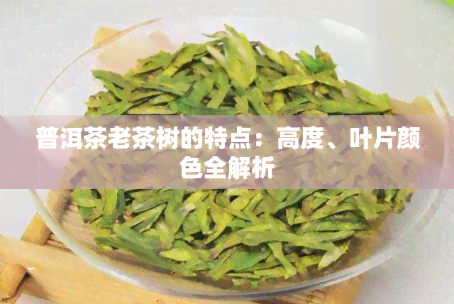 普洱茶老茶树的特点：高度、叶片颜色全解析