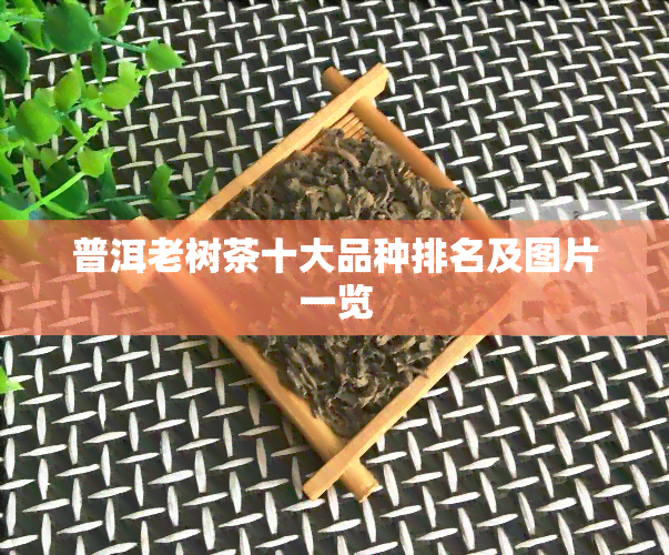 普洱老树茶十大品种排名及图片一览