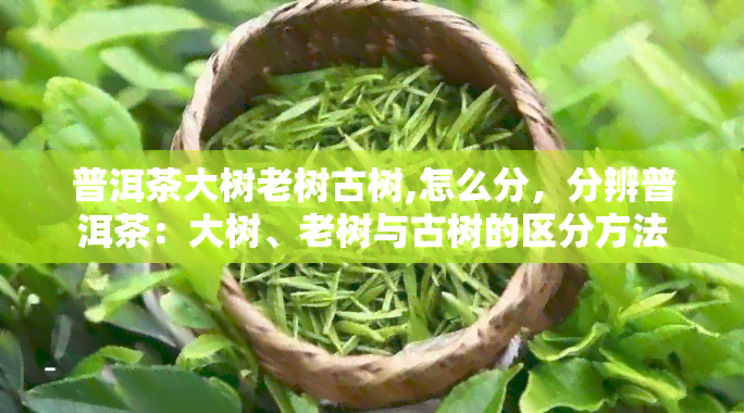 普洱茶大树老树古树,怎么分，分辨普洱茶：大树、老树与古树的区分方法