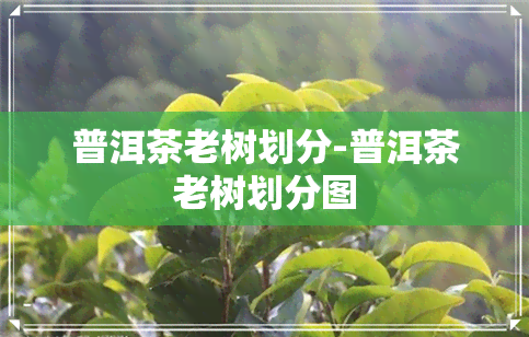 普洱茶老树划分-普洱茶老树划分图