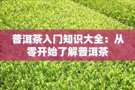 普洱茶入门知识大全：从零开始了解普洱茶