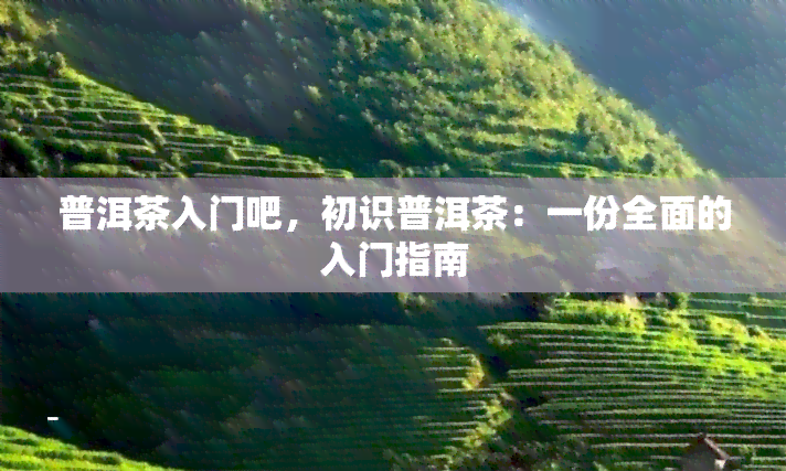 普洱茶入门吧，初识普洱茶：一份全面的入门指南