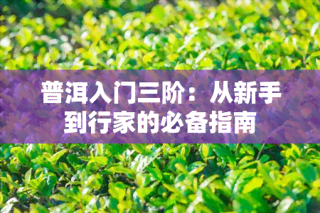 普洱入门三阶：从新手到行家的必备指南