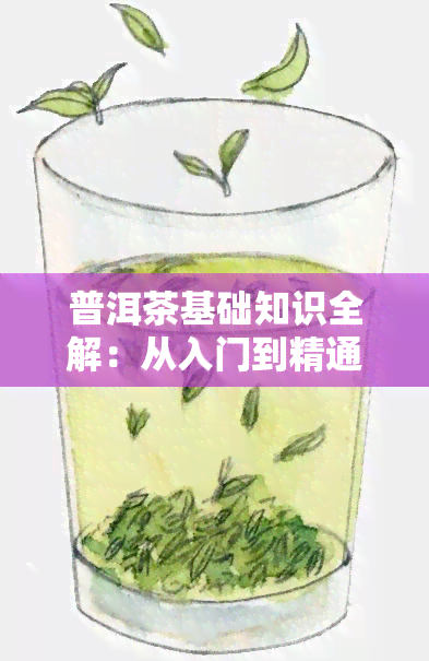 普洱茶基础知识全解：从入门到精通