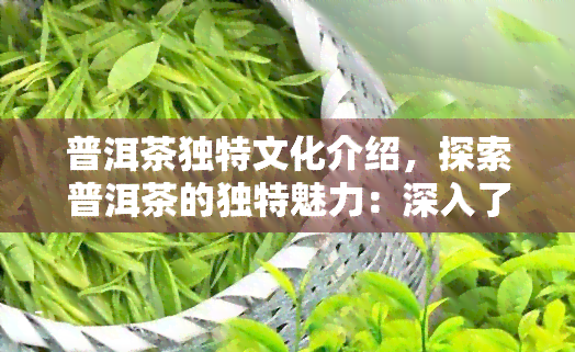 普洱茶独特文化介绍，探索普洱茶的独特魅力：深入了解其丰富文化背景