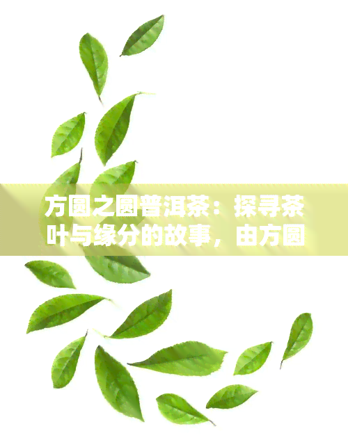 方圆之圆普洱茶：探寻茶叶与缘分的故事，由方圆茶业精心呈现。