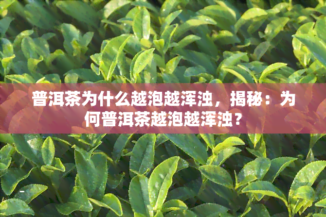 普洱茶为什么越泡越浑浊，揭秘：为何普洱茶越泡越浑浊？