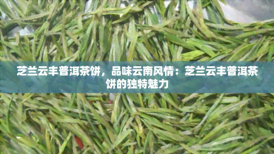 芝兰云丰普洱茶饼，品味云南风情：芝兰云丰普洱茶饼的独特魅力