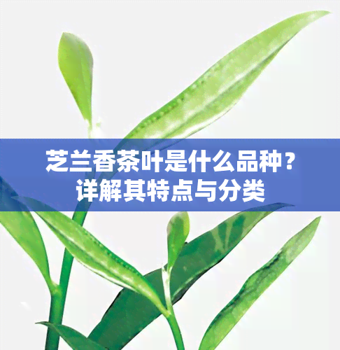 芝兰香茶叶是什么品种？详解其特点与分类