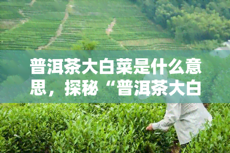 普洱茶大白菜是什么意思，探秘“普洱茶大白菜”：这是一种什么茶叶？