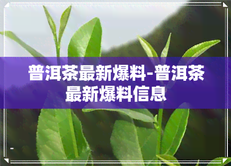 普洱茶最新爆料-普洱茶最新爆料信息