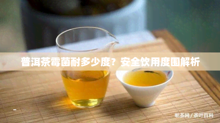 普洱茶霉菌耐多少度？安全饮用度围解析