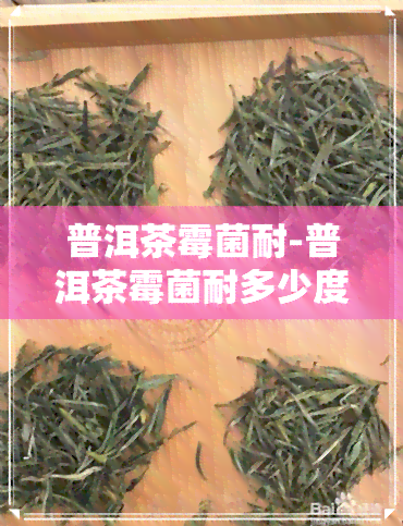 普洱茶霉菌耐-普洱茶霉菌耐多少度