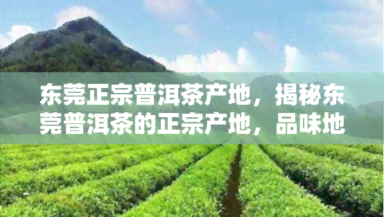 东莞正宗普洱茶产地，揭秘东莞普洱茶的正宗产地，品味地道茶香