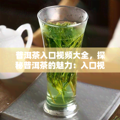 普洱茶入口视频大全，探秘普洱茶的魅力：入口视频大全解析