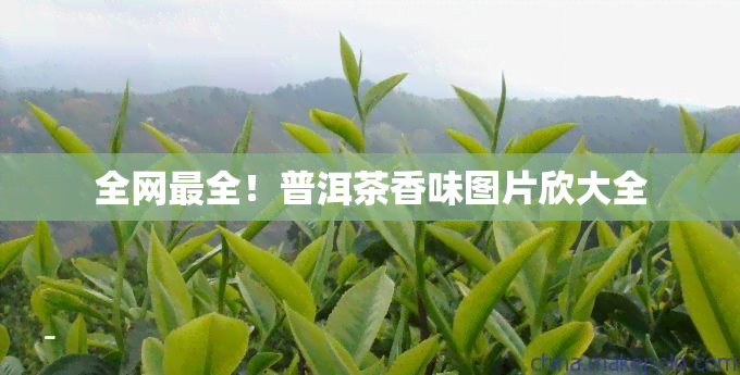 全网最全！普洱茶香味图片欣大全