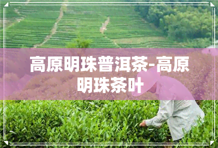 高原明珠普洱茶-高原明珠茶叶