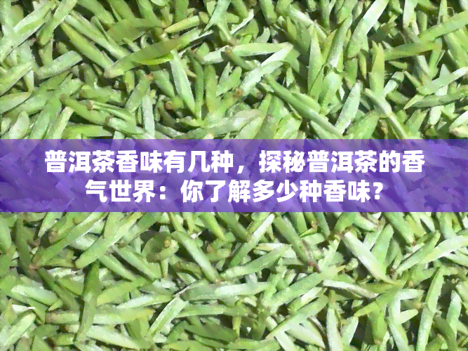 普洱茶香味有几种，探秘普洱茶的香气世界：你了解多少种香味？