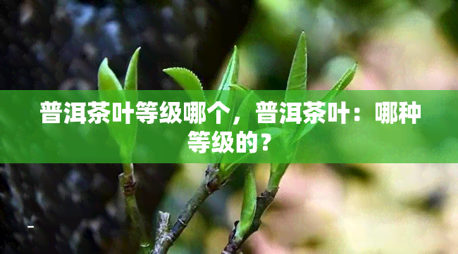 普洱茶叶等级哪个，普洱茶叶：哪种等级的？