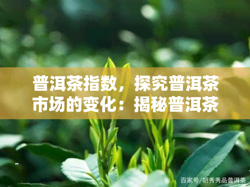 普洱茶指数，探究普洱茶市场的变化：揭秘普洱茶指数的影响因素