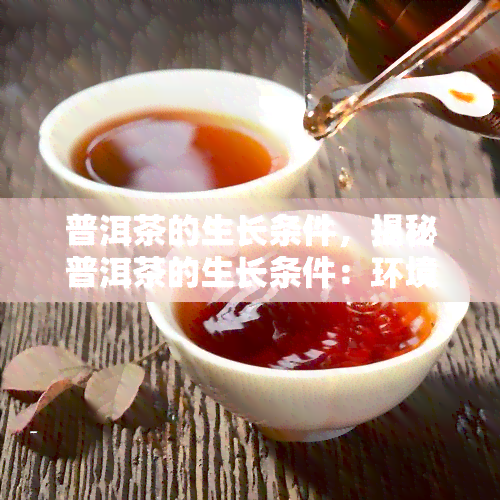 普洱茶的生长条件，揭秘普洱茶的生长条件：环境、土和气候的影响