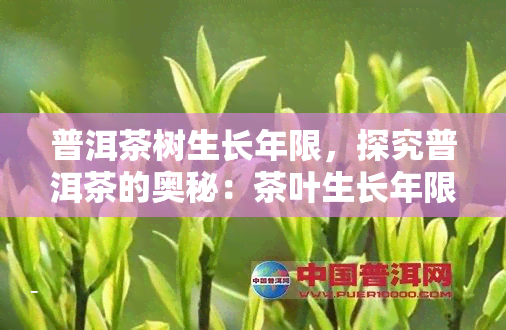 普洱茶树生长年限，探究普洱茶的奥秘：茶叶生长年限对品质的影响