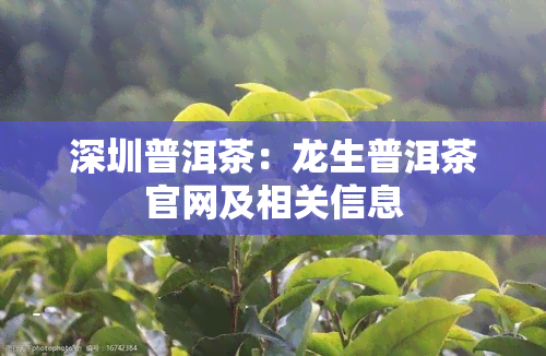 深圳普洱茶：龙生普洱茶官网及相关信息