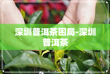 深圳普洱茶困局-深圳普洱茶