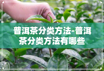 普洱茶分类方法-普洱茶分类方法有哪些