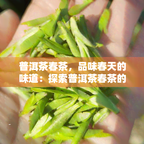 普洱茶春茶，品味春天的味道：探索普洱茶春茶的魅力