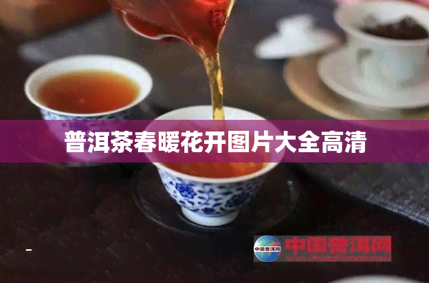 普洱茶春暖花开图片大全高清