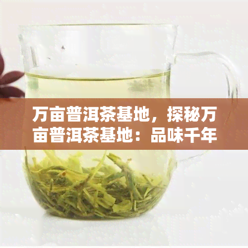 万亩普洱茶基地，探秘万亩普洱茶基地：品味千年茶香的源头