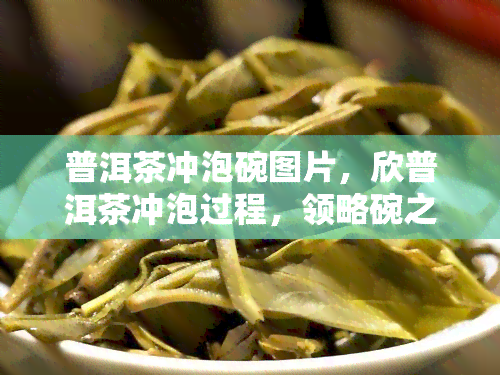 普洱茶冲泡碗图片，欣普洱茶冲泡过程，领略碗之美！