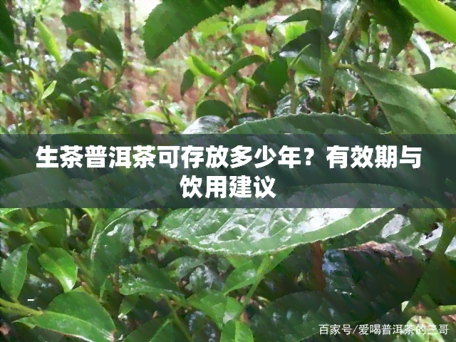 生茶普洱茶可存放多少年？有效期与饮用建议