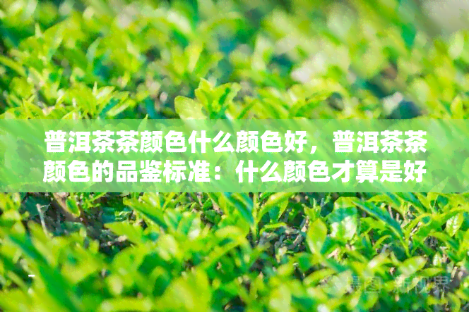 普洱茶茶颜色什么颜色好，普洱茶茶颜色的品鉴标准：什么颜色才算是好的呢？