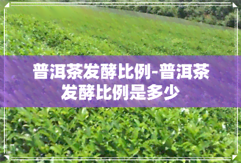 普洱茶发酵比例-普洱茶发酵比例是多少