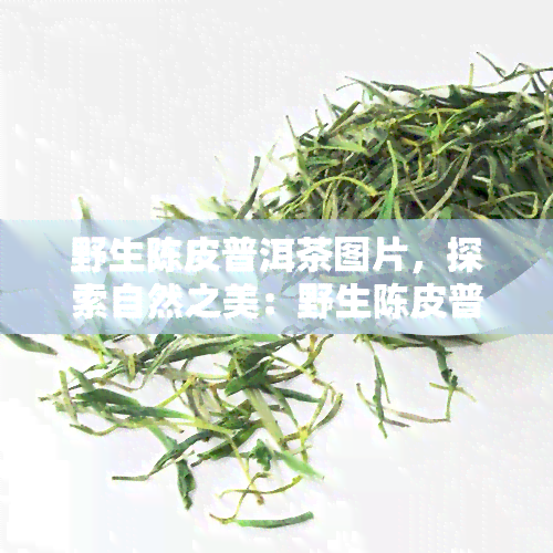 野生陈皮普洱茶图片，探索自然之美：野生陈皮普洱茶的惊艳图片集